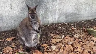 Detroit Zoo baby wallaby