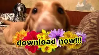 Flowers lower third 02 Green Screen Khroma Key animation - цветы под титры