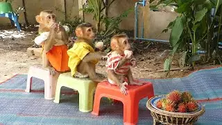 Look So Lovely Three Adorable Sit On Chair Get Dinner