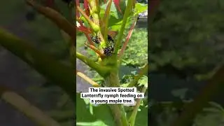 Invasive Spotted Lanternfly nymphs. Kill these bugs whenever you see them.