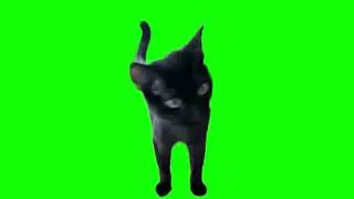 Cat strongly disagrees green screen