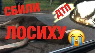 СБИЛИ ЛОСИХУ! ДТП, Санкт-Петербург, Выбогское шоссе, 08.11.2020 г.