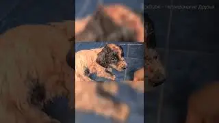 Спасение щенка , кишат блохи и лапы расходятся. 