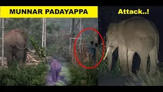 Munnar Padayappa | Kerala Wild Elephants | Elephant Attack! | Road Block #padayappa