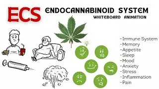 ECS - Endocannabinoid System | Whiteboard Animation Video