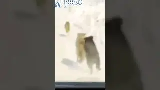 Dog chases off wolves 