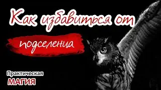 Как избавиться от подселенца