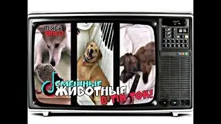 НАРЕЗКА СМЕШНЫЕ ЖИВОТНЫЕ 🐕🐈🐩 В ТИК ТОК  ( TIK TOK ) ПОПУЛЯРНЫЕ