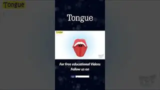 Tongue | Human Tongue | Science