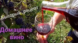 Виноградное Вино 🍇 Рецепт пошаговый изготовления Быстро и Просто без Перчаток