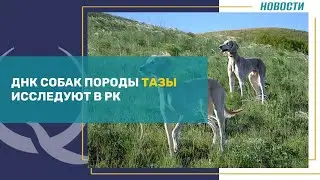 Казахстанские ученые исследуют ДНК собак породы тазы. Qazaq TV