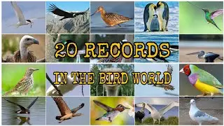 20 RECORDS IN THE BIRD WORLD