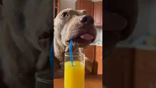 Когда Джина одна дома🍹 #shorts  #funnydogs #питбульджина #dogtrend