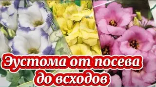 Эустома.🌺От посева до всходов🌺Можно ли сеять в январе?