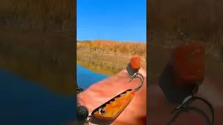 Супер приманка для ловли судака в коряжнике