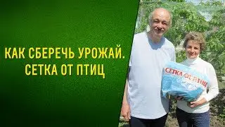 Как сберечь урожай Сетка от птиц.