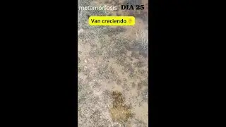 METAMORFOSIS DÍA 25🐸 Van Creciendo