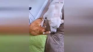Funny animals compilation to cry