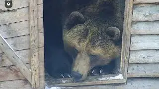 Сонное царство в Орешково 🐻💤