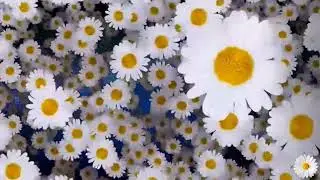 Футаж - Фон 🌼 Ромашковый 🌼 Chamomile background