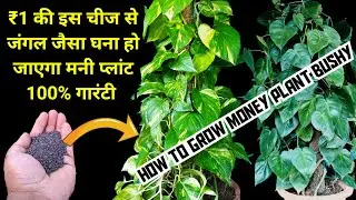 मनी प्लांट को जंगल जैसा घना बनाने का सीक्रेट | How To Grow Money Plant Bushy And Fullar In 30 Days