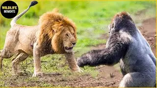 10 Craziest Animal Fights Caught On Camera