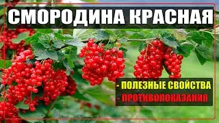 Красная смородина польза и вред для человека / Смородина красная полезные свойства