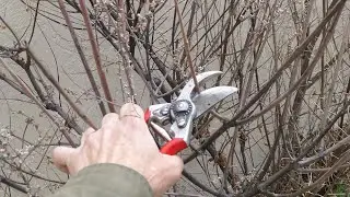 How to Prune Any Bush