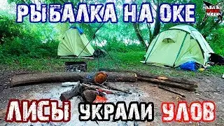 РЫБАЛКА с НОЧЕВКОЙ НА ОКЕ ОТДЫХ С ПАЛАТКОЙ! ЛИСЫ! Рыбалка на фидер. Ловля леща