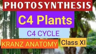 What are C4 Plants.Kranz anatomy and examples of C4 plants.#c4plants,#c4cycle,#kranzanatomy