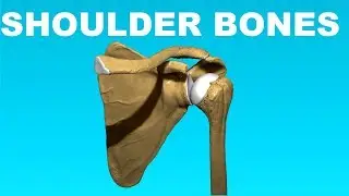 Shoulder Anatomy Overview (Clavicle, Humerus, Scapula) - Bones #4