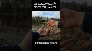 Весной только КАРАСИ #рыбалка #карась #поплавок #весна