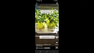 Микрозелень с прижимом и без подсолнух 🌻
