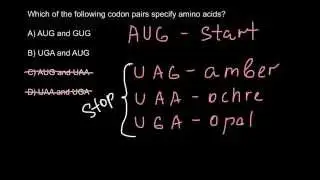 Which of the codons specify amino acids?