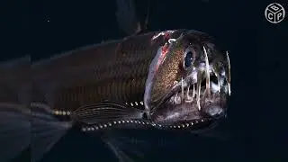 Deep-sea Creatures