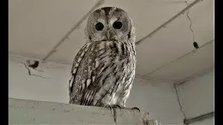 DAT STARE! Chernobyl wild zone: Tawny owl encounter