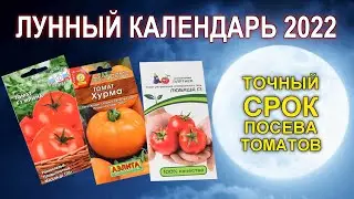 Сроки посева семян томатов на рассаду по лунному календарю