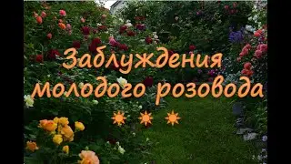 Заблуждения молодого розовода