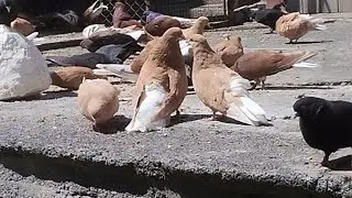 Мои николаевские голуби 🕊️ (обращение к голубятникам(голубеводам) г. Славянск и окрестности...)