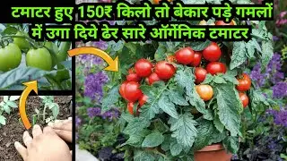 महंगे हुए टमाटर तो छत पर ही उगा डाले खेत जैसे टमाटर | How to grow lots of Tomatoes in containers