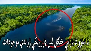 Amazon Jungle In Pashto | Do You Know | د امازون ځنګل لس ډاروونکي ژوندي موجودات وپیژنئ | ایا پوهیږئ