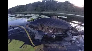 Подводная охота. Река Воронеж, и Воронежское водохранилище. Лето 2020