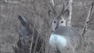 Охота на косулю. Встречи весной.