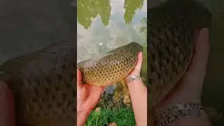 Reel Fishing With The Natural Sound