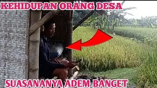 SUASANA PESAWAHAN DI SORE HARI YANG INDAH DAN SEJUK