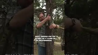 How to tell if you can cut down a tree