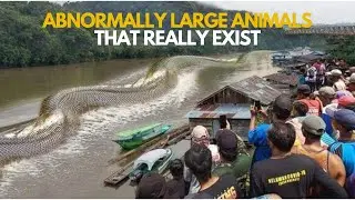 10 Abnormally Large And Dangerous Animals That Really Exist