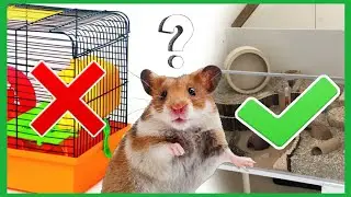 КАК УХАЖИВАТЬ ЗА ХОМЯКОМ? 🐹 / Что Должно Быть В Клетке Хомяка / Можно ✔️ и Нельзя ❌