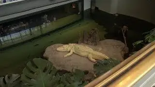 Claude, the albino alligators, dramatic arrival at the Cal Academy in SF -- from the archives