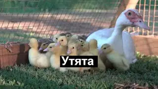 Пасека#141 Купил утят ,17 шт  три дня от роду